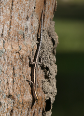 Cryptoblepharus