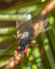 Muscoidea