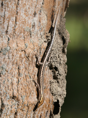 Cryptoblepharus