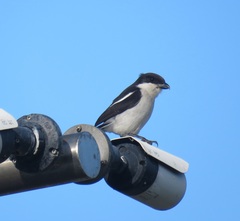 Lanius collaris collaris