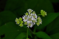 Verbesina microptera