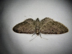 Eupithecia subfumosa