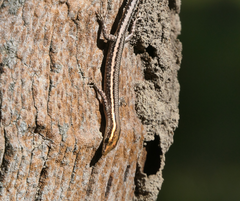 Cryptoblepharus