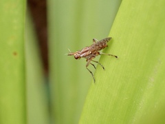 Dichetophora