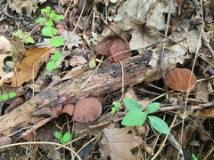 Auricularia auricula-judae
