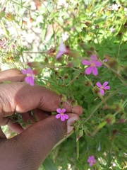 Geranium purpureum