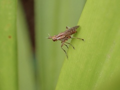 Dichetophora