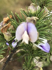 Psoralea floccosa