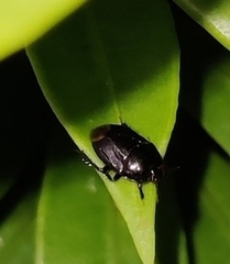 Macroscytus brunneus