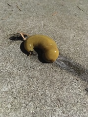 Ariolimax dolichophallus