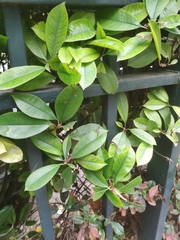 Photinia serrulata