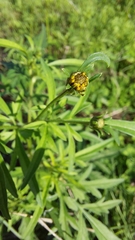 Bidens subalternans