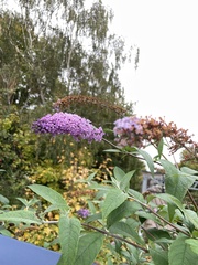 Buddleja davidii