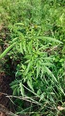 Bidens subalternans