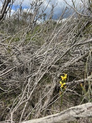 Diuris aurea