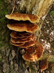 Inonotus cuticularis