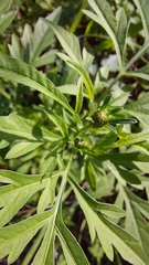 Bidens subalternans