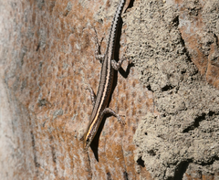 Cryptoblepharus