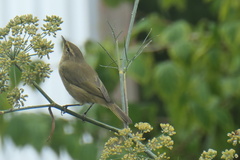 Phylloscopus