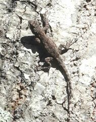 Sceloporus lemosespinali