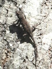 Sceloporus lemosespinali