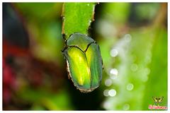 Cotinis mutabilis typica