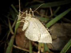 Evecliptopera illitata illitata