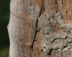 Cryptoblepharus