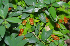 Citharexylum berlandieri