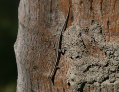 Cryptoblepharus