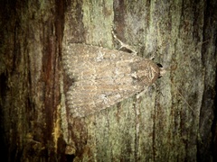 Condica illecta
