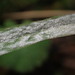 Barley Powdery Mildew - Photo (c) esdena, some rights reserved (CC BY-NC), uploaded by esdena
