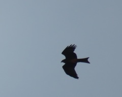 Milvus migrans parasitus