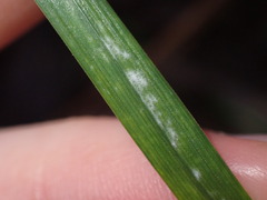 Blumeria graminis