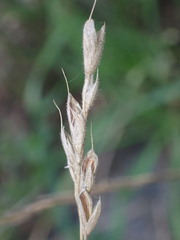 Bromus hordeaceus