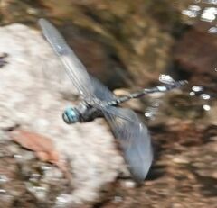 Brechmorhoga pertinax