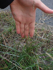 Bromus hordeaceus