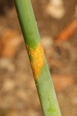 Pucciniaceae
