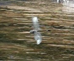 Brechmorhoga pertinax