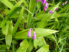 Bletilla striata