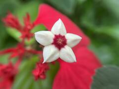 Mussaenda erythrophylla