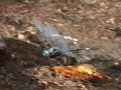 Brechmorhoga pertinax