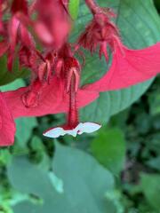 Mussaenda erythrophylla