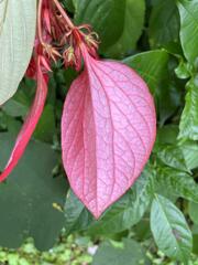Mussaenda erythrophylla
