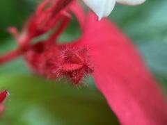 Mussaenda erythrophylla