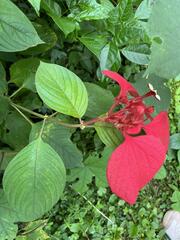 Mussaenda erythrophylla