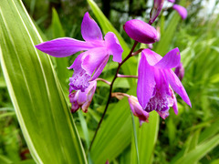 Bletilla striata