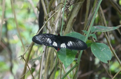 Pachliopta polydorus