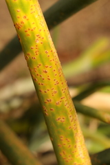 Pucciniaceae