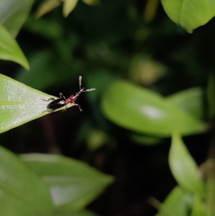 Cylas formicarius